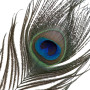 Лоскітка LOCKINK SEVANDA Natural Peacock Flirting Feather Tickler, пір’я павича та страуса